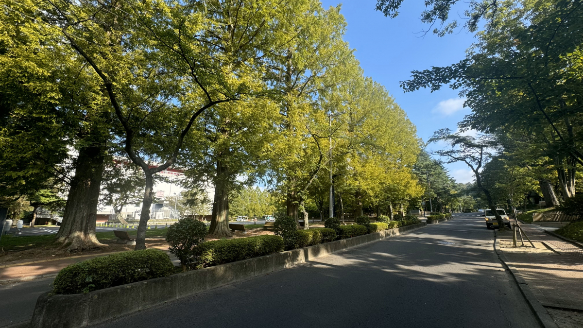 東北大学　川内南キャンパスの並木道